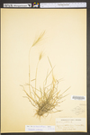 Hordeum jubatum ssp. jubatum