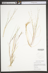 Leptochloa fusca ssp. fascicularis