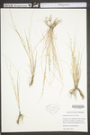 Leptochloa fusca ssp. fascicularis