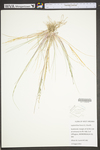 Leptochloa fusca ssp. fascicularis