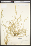 Lolium perenne ssp. perenne