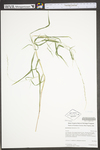 Muhlenbergia mexicana