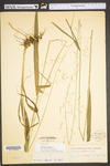 Milium effusum var. cisatlanticum