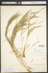 Muhlenbergia frondosa