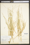 Muhlenbergia schreberi