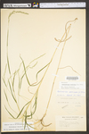 Muhlenbergia mexicana