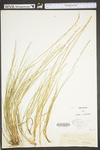 Muhlenbergia mexicana