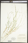 Muhlenbergia schreberi