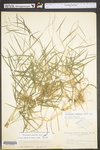 Muhlenbergia sobolifera