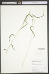 Muhlenbergia tenuiflora