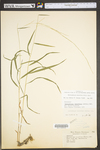 Muhlenbergia tenuiflora