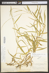 Muhlenbergia tenuiflora