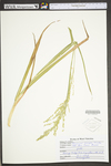 Panicum anceps