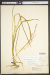 Panicum anceps