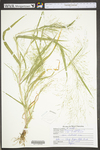 Panicum capillare