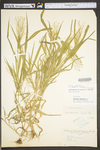 Panicum capillare