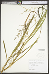 Panicum dichotomiflorum var. dichotomiflorum