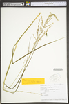 Panicum anceps