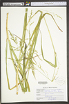 Panicum anceps