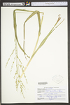 Panicum anceps