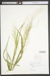 Panicum capillare