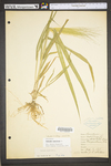 Panicum capillare