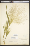 Panicum capillare