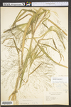 Panicum capillare