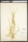 Panicum dichotomiflorum var. dichotomiflorum