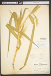 Panicum dichotomiflorum var. dichotomiflorum