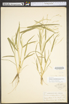 Panicum dichotomiflorum var. dichotomiflorum