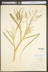 Panicum dichotomiflorum var. dichotomiflorum