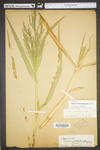 Panicum dichotomiflorum var. dichotomiflorum