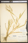 Panicum dichotomiflorum var. dichotomiflorum