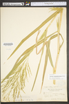 Panicum dichotomiflorum var. dichotomiflorum