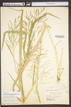 Panicum dichotomiflorum var. dichotomiflorum