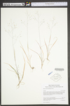 Panicum flexile