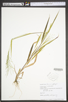 Panicum gattingeri