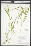 Panicum gattingeri