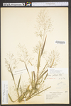 Panicum dichotomiflorum var. dichotomiflorum