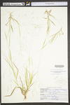 Panicum flexile