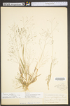 Panicum philadelphicum