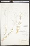 Panicum philadelphicum