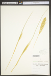 Panicum rigidulum var. elongatum