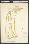 Panicum rigidulum var. elongatum