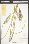 Panicum rigidulum var. elongatum