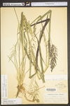 Panicum rigidulum var. elongatum