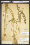 Panicum rigidulum var. elongatum