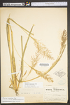 Panicum rigidulum var. elongatum