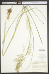 Panicum rigidulum